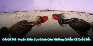 Đá Gà Mé - Ngón Đòn Cực Đỉnh Của Những Chiến Kê Xuất Sắc